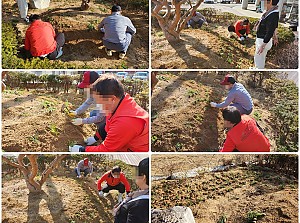 24.03.13 소나무 화단 맥문동 식재