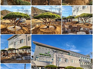 23.11.10 경북작은자의 집 반송 식재