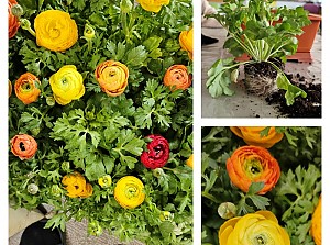 25.03.31 원예치료